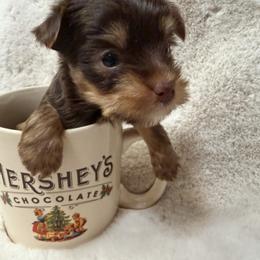 Puppy B - Chocolate and tan male Yorkshire Terrier puppy in Hudson, Florida from MCM Acres