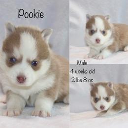 Pookie - Lavender male Pomsky puppy in Denham Springs, Louisiana from Bayouland Pomskies