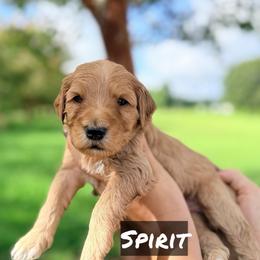 Spirit - Red  male Goldendoodle puppy in Rose Hill, North Carolina from Red Door Canines