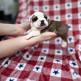 Bulldog Puppies from Sweet Rolls