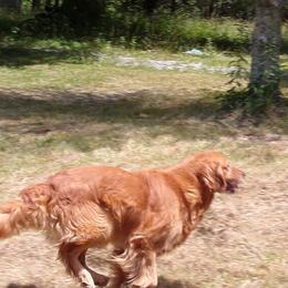 Cockapoos, Cocker Spaniels, and Goldendoodles from Pine Trace