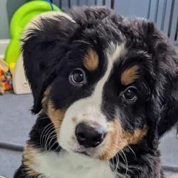 Teal - Bernese Mountain Dog puppy in Connecticut from Campany Berners