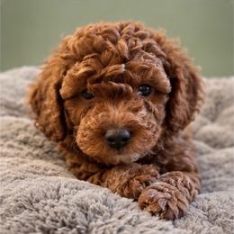 Skye - Red  female Goldendoodle puppy in Lancaster, California from Kid's Best Doodle