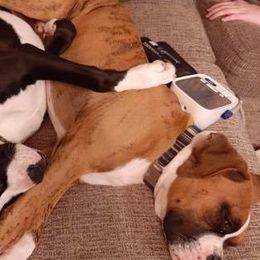 Boxers from Frenchkisses Breeding by Brandy