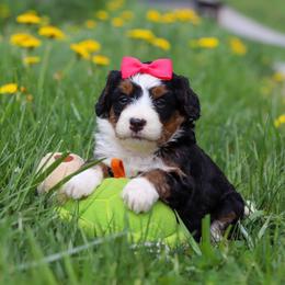 Female 4712 - Tri-color female Bernedoodle puppy in Ormond Beach, Florida from Florida Coast Doodles