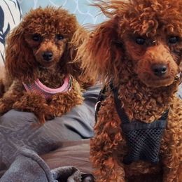 Poodle puppies from Miller Poodles