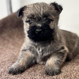 Mason - Cream male Cairn Terrier puppy in Mountain Grove, Missouri from CreekTop