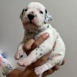Boy 2 - male Dalmatian puppy in Tulsa, Oklahoma from White House Dals