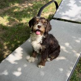Chocolate Tesla - Brown and white female Bernedoodle puppy in Campbellsville, Kentucky from Blue Belle Hills Bernedoodles