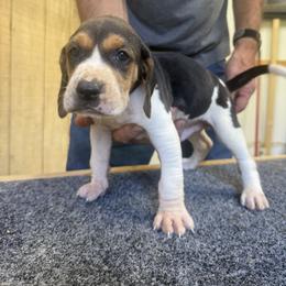 Treeing Walker Coonhound Puppies from Cherry creek kennel