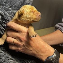 Golden Retriever Puppies from Personalized Dog Training - Windisch Goldens
