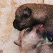 American Corgis, Pembroke Welsh Corgis, and Swedish Vallhunds from Faery Mount Farm