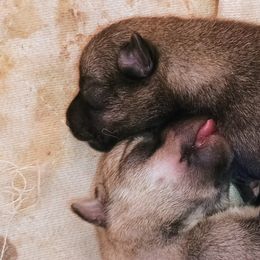 American Corgis, Pembroke Welsh Corgis, and Swedish Vallhunds from Faery Mount Farm