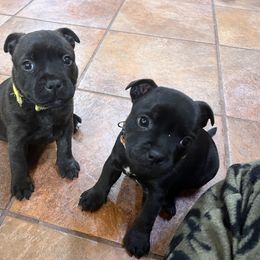 French Bulldog and Staffordshire Bull Terrier Puppies from Sincerity