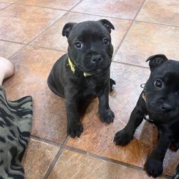 French Bulldog and Staffordshire Bull Terrier Puppies from Sincerity