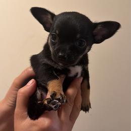 Aria - Black sabled fawn female Chihuahua puppy in Washington, Washington, D.C. from VIP Chihuahuas