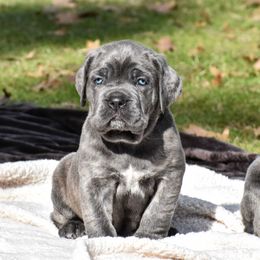 Cane Corso Puppies from Serafina Cane Corso