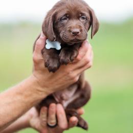 Grey Boy - Chocolate male Labrador Retriever puppy in Linville, Virginia from Mid-Columbia Labradors