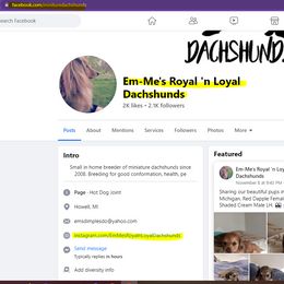 Dachshund Puppies from Em-Me's Royal 'n Loyal Dachshunds