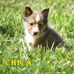Chica - PETITE Sable-White Female - Sable and white female Shetland Sheepdog puppy in Frazeysburg, Ohio from Mountain High Kennels