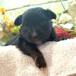 Jessie - Black tri female Toy Australian Shepherd puppy in North Lakeport, California from Wild Rose Ranch