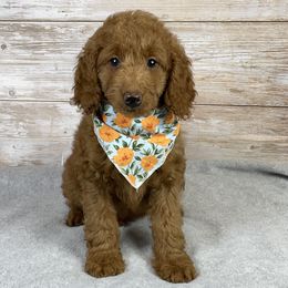 Roxy - Red  female Goldendoodle puppy in Millersburg, Ohio from Ohio Puppy Paws