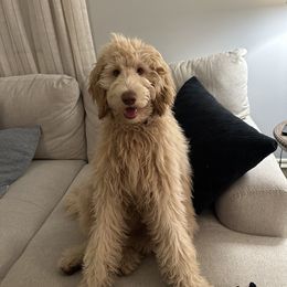 Aussiedoodle and Goldendoodle Puppies from Sweet Canaan Farm - Doodles