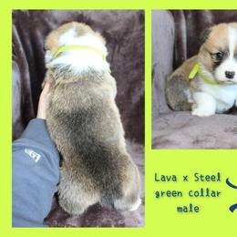Green Male - Sable male Pembroke Welsh Corgi puppy in Wayne City, Illinois from Lash Livestock & Corgis