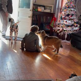 Dalmatian and Shetland Sheepdog Puppies from Karmayne Kennels