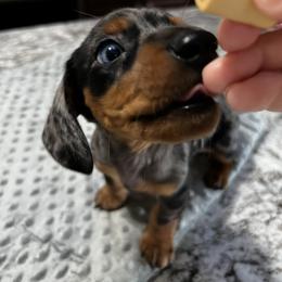 Dachshund Puppies from Dachshund Family Love Breeders
