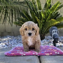 Cavapoo Puppies from Cool Cavapoos