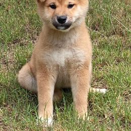 Shiba Inu and Siberian Husky Puppies from Halo Siberians & Shiba Inu