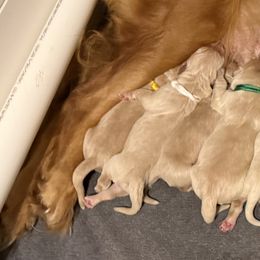 Miss Yellow - Golden female Golden Retriever puppy in Havana, Florida from Golden Gems