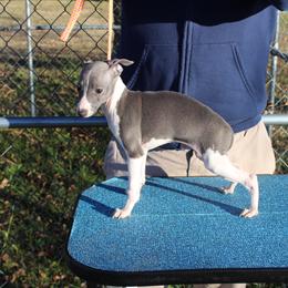 "Shengli Herberto D’Fighter" Italian Greyhound All Grown Up from Shengli IGs