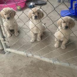 Golden Retriever and Shetland Sheepdog Puppies from Mejimo