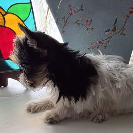 Girl 2 - Parti female Yorkshire Terrier puppy in Ft Worth, Texas from Susan''s Parti Yorkies