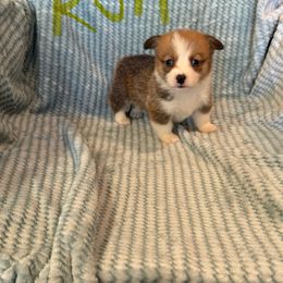 Swiss Roll - Sable female Pembroke Welsh Corgi puppy in Sherwood, Michigan from Patrick's Puppies