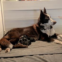 Rob Stark - Black male German Shepherd puppy in Garrett, Indiana from Devil-Dog Shepherds