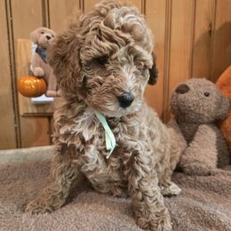 Bernedoodle and Goldendoodle Puppies from 4goldendoodles