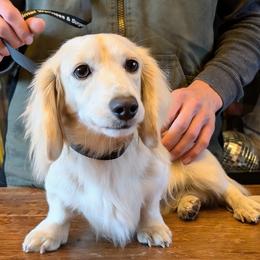 Thranduil - Dachshund