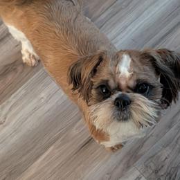 Shih Tzu puppies from White Sands Shih Tzu's