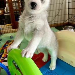 Siberian Husky Puppies from Northern Staar Kennel
