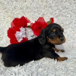 Bentley - Black and tan female Dachshund puppy in Colbert, Oklahoma from Brooke Crenshaw