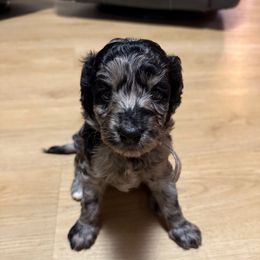 White Female - Blue merle female Aussiedoodle puppy in Scottsboro, Alabama from Murphie and Banks Doodles