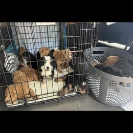 Bernedoodle and Goldendoodle Puppies from OHDoodles FL