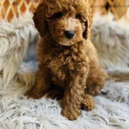 Halo - Red male Cavapoo puppy in Natural Bridge, Virginia from Rockbridge Puppies