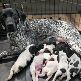 German Shorthaired Pointer puppies from Hogan’s Lowrider Hounds