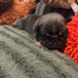 Carl - Fawn male Pug puppy in Hanover, Virginia from Pure Pugs