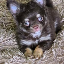 Magel - Kym - Chocolate male Chihuahua puppy in Amity, Pennsylvania from Baxters Chihuahuas
