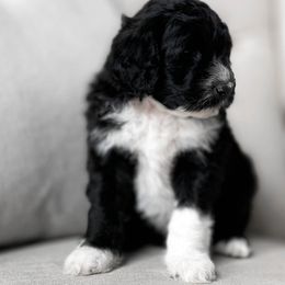 Chamonix - Black and white Portuguese Water Dog puppy in Mount Vernon, Ohio from Portie Club PWD's